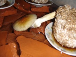 DSC00670 (Medium).JPG