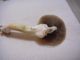 DSC00678 (Medium).JPG