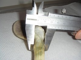 DSC00681 (Medium).JPG