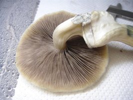 DSC00695 (Medium).JPG