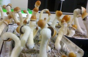 Penys Forest.jpg
