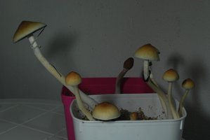 DSC_0396.JPG