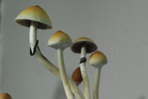 DSC_0399.JPG