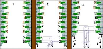 coprinus-sequenceg.gif