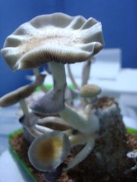 corumba 1º flush 002_360x480.jpg