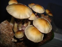 1º flush BOLO 3 004_640x480.jpg