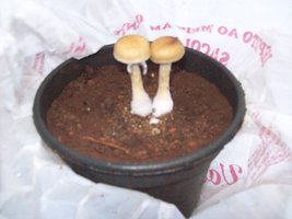 PF out-4°flux(3).JPG