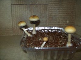 3°flux (1).JPG