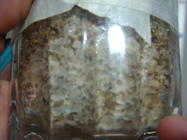 DSC04746.JPG