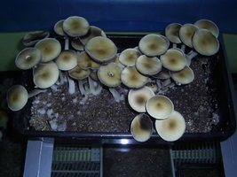 PIC_0044.JPG