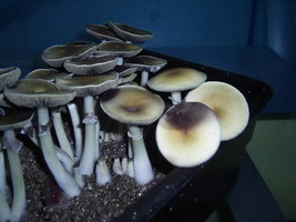 PIC_0059.JPG