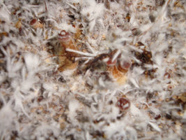 pins03.jpg