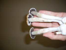 SDC18380.JPG