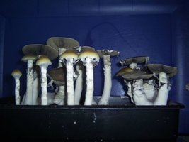 PIC_0074.JPG