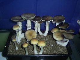 PIC_0075.JPG