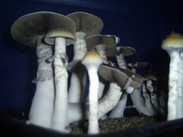 PIC_0078.JPG