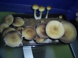 PIC_0081.JPG