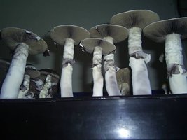 PIC_0085.JPG