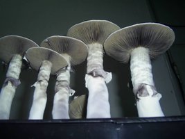 PIC_0086.JPG