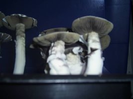 PIC_0087.JPG