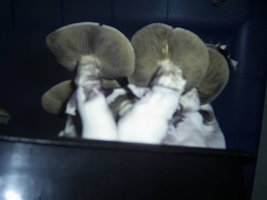 PIC_0088.JPG