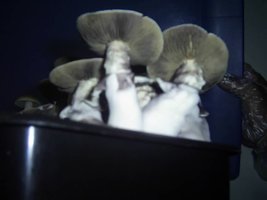 PIC_0089.JPG