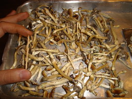 colheita01.jpg
