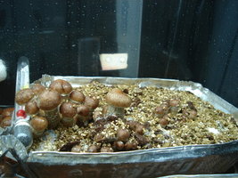 ecu013.jpg