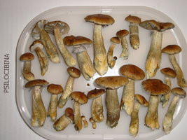colheitaecuc11flush.jpg
