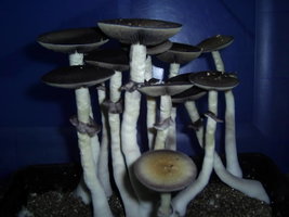 PIC_0091.JPG
