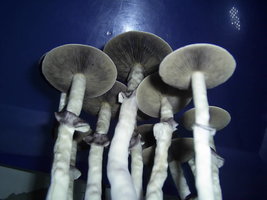 PIC_0093.JPG