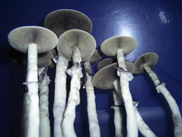 PIC_0094.JPG
