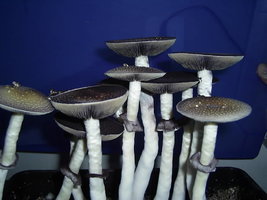PIC_0097.JPG