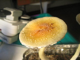 taz frut 002.jpg