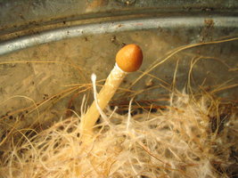 pesa s esterilização 001.jpg