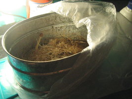 pesa s esterilização 003.jpg