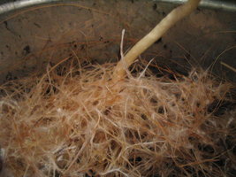 pesa s esterilização 006.jpg