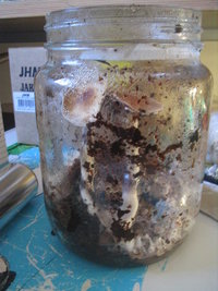 taz in vitro frut 001.jpg
