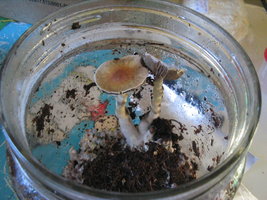 taz in vitro frut 003.jpg