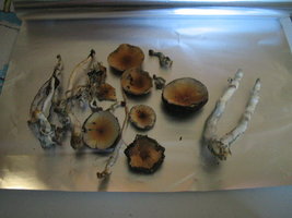 taz in vitro frut 007.jpg