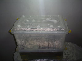 visao terrario8-8-6.jpg