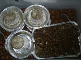 terrario 3cake 1case8-8-6.jpg