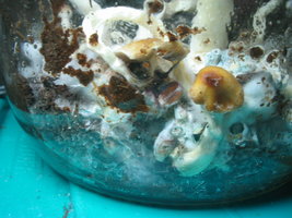 in vitro taz 004.jpg