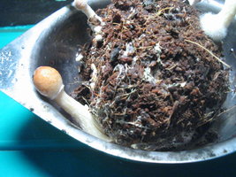 trufa 003.jpg