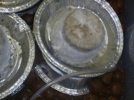 close up cake.jpg