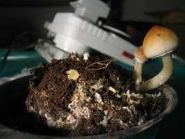 trufinha contaminada 002.jpg