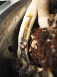 trufinha contaminada 005.jpg