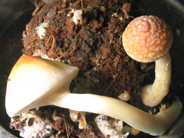 trufinha cont 006.jpg