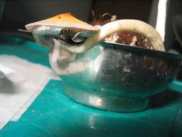 trufinha cont 030.jpg