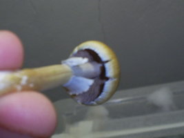 perfect thai 22-08.jpg.JPG